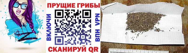 MEGA онион  Камызяк  Галлюциногенные грибы Psilocybine cubensis 